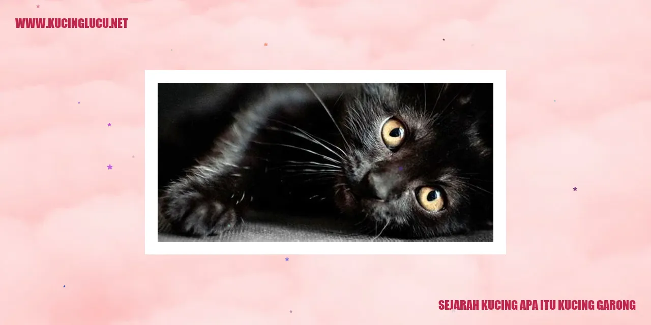 Sejarah Kucing dan Apa Itu Kucing Garong
