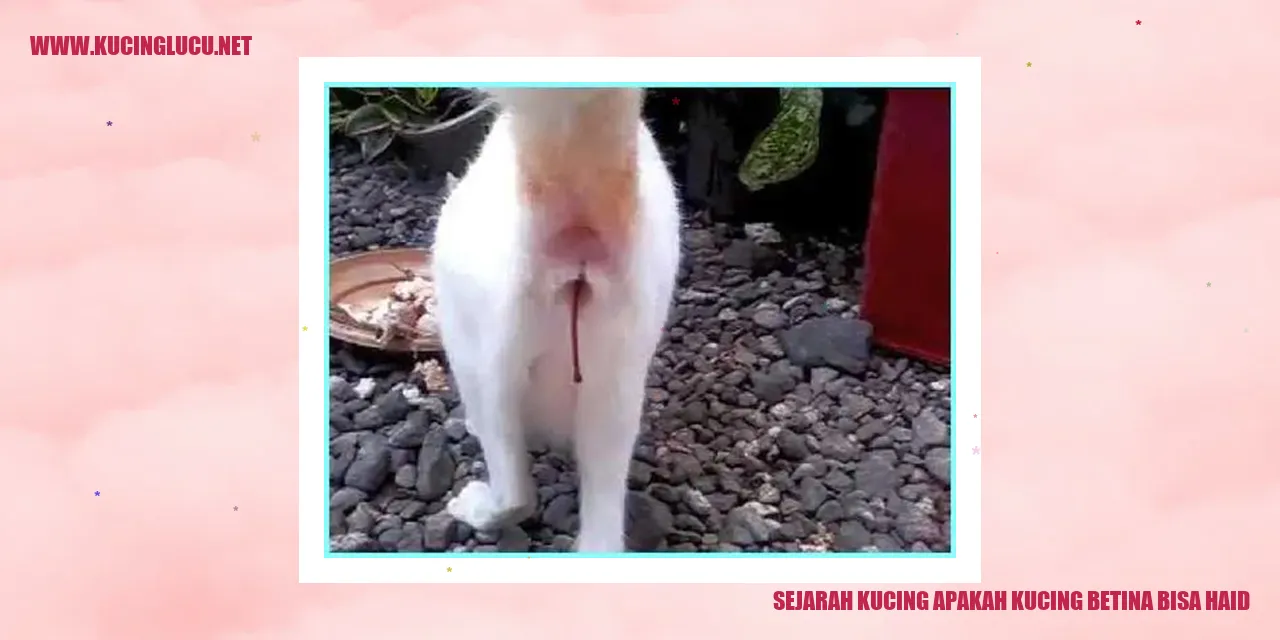 Kucing