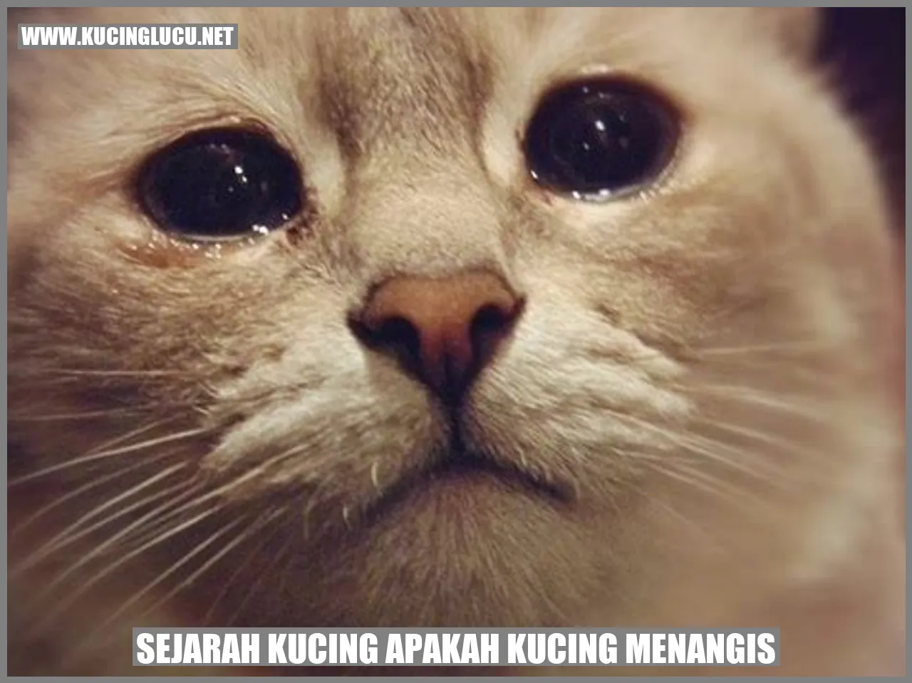 Sejarah Kucing