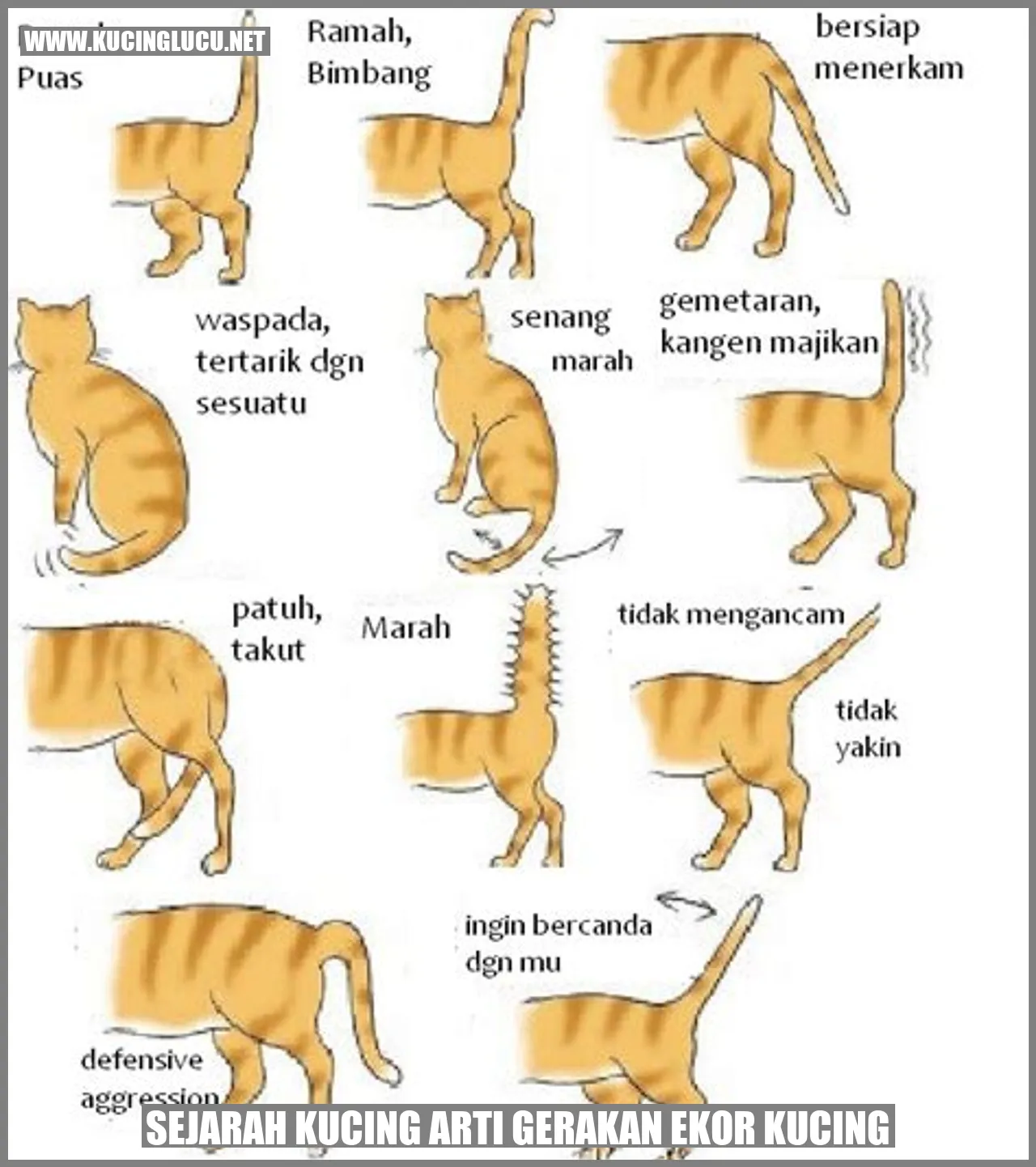Gambar Kucing