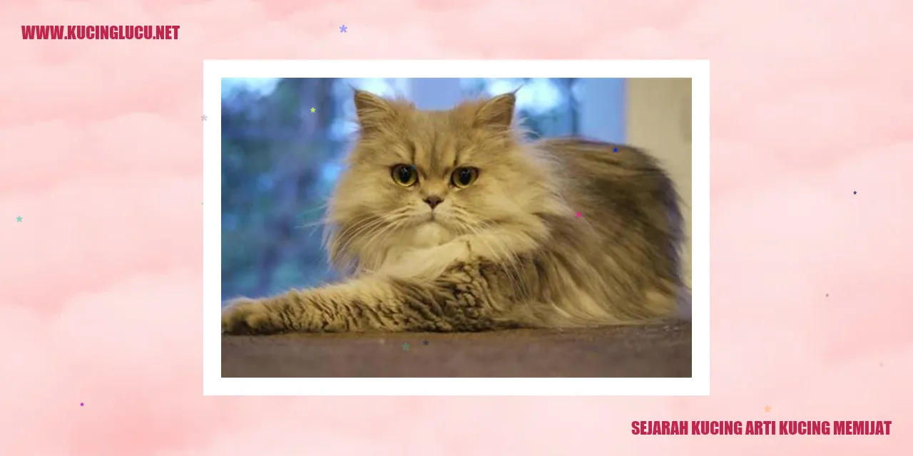 gambar kucing memijat