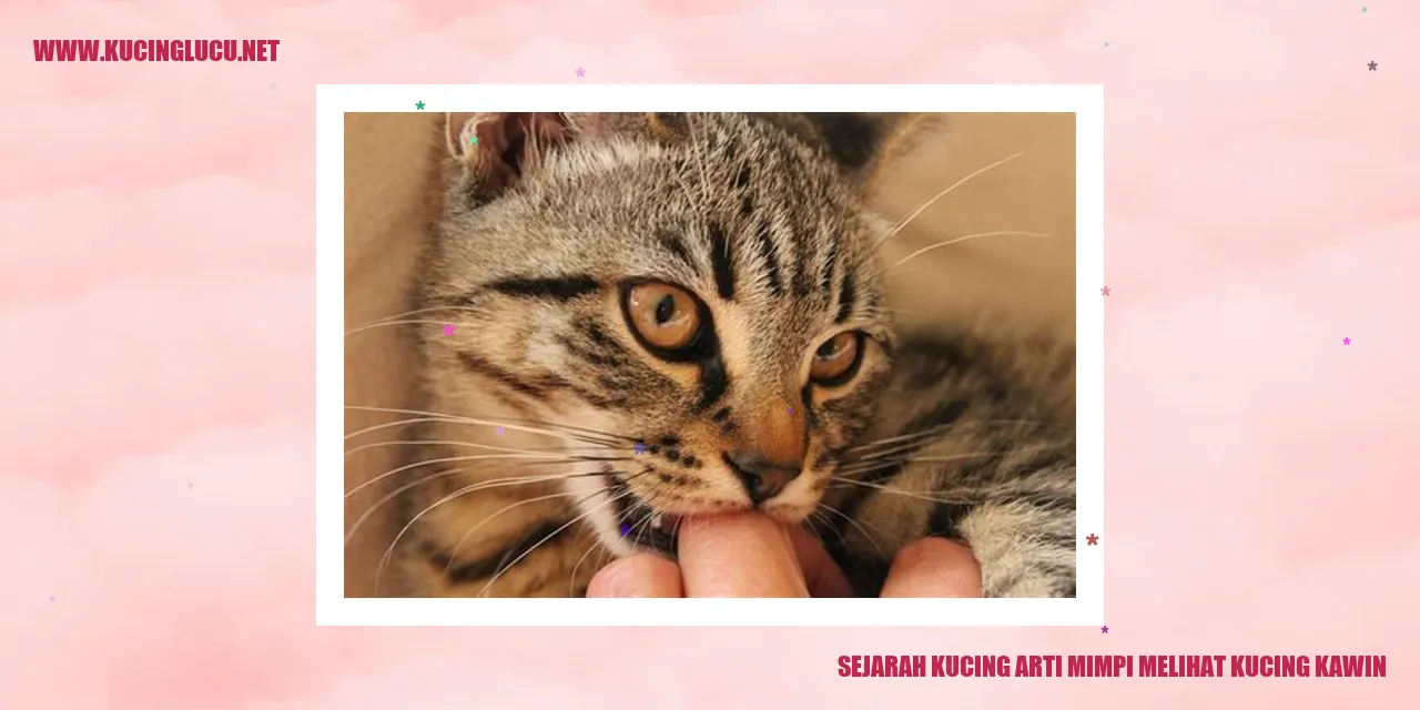 Kucing Kawin