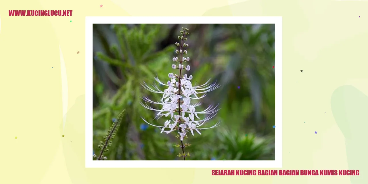 Sejarah Kucing bagian bagian bunga kumis kucing