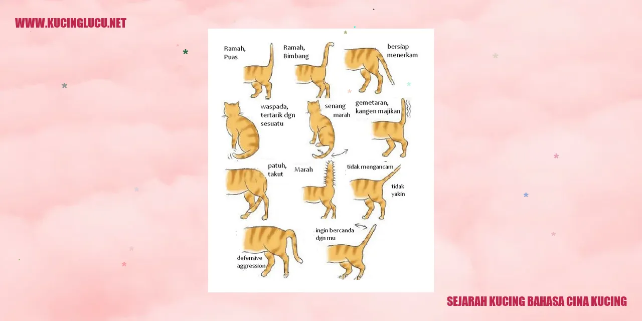 Gambar kucing lucu