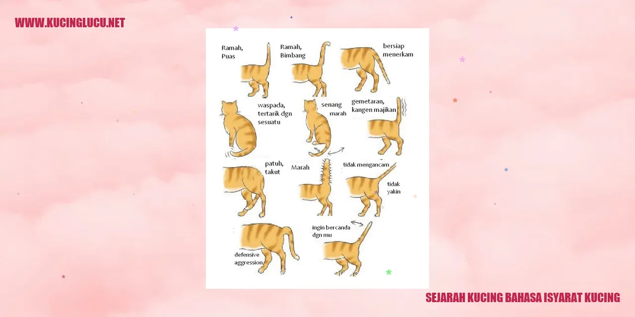 gambar kucing yang menggunakan bahasa isyarat