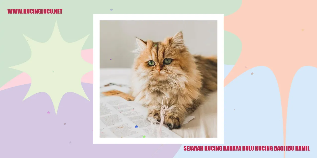 Bulu Kucing
