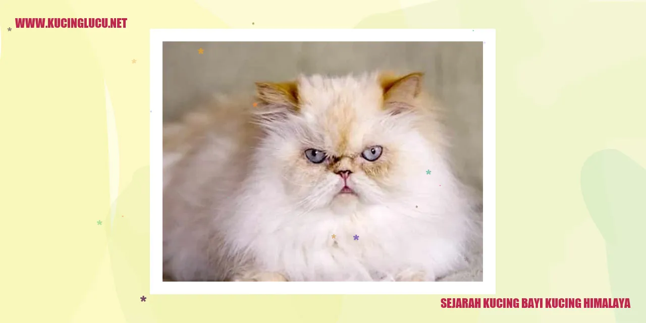 Gambar Kucing Himalaya