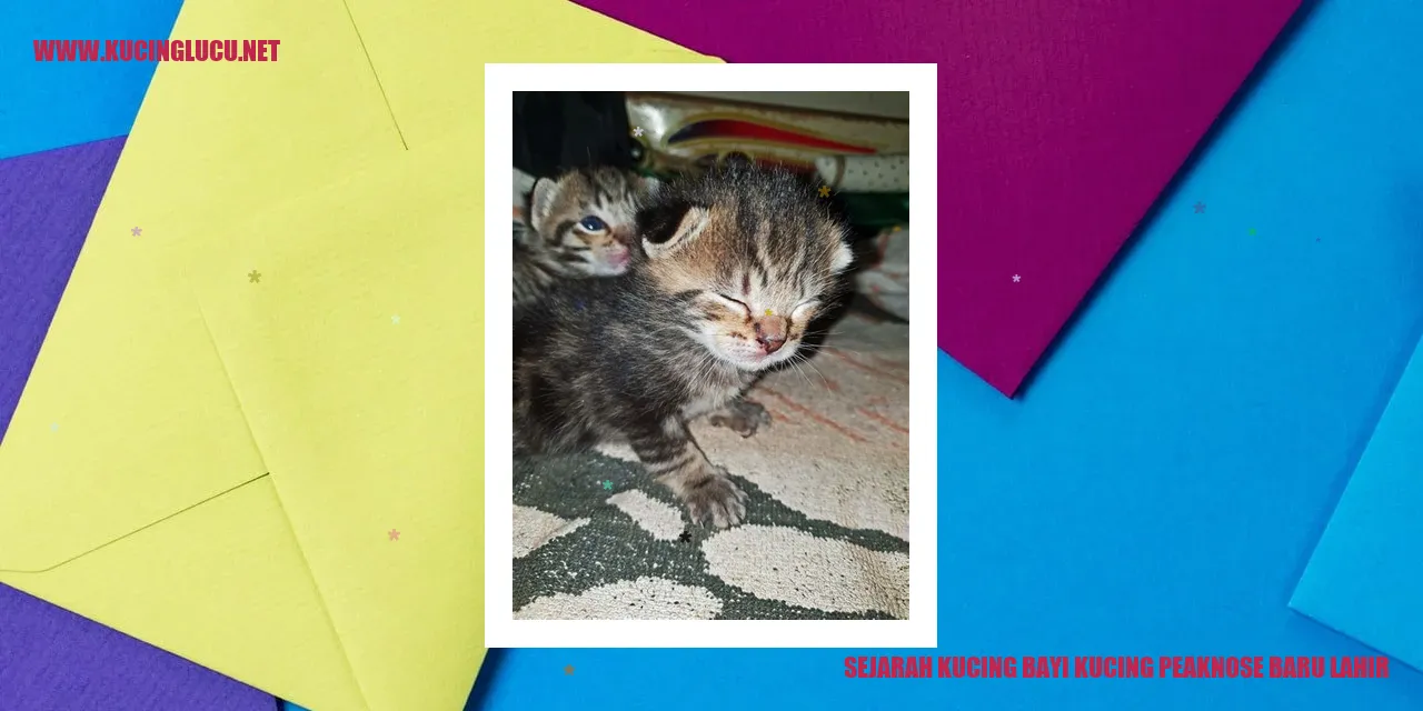 Foto Kucing Bayi Peaknose