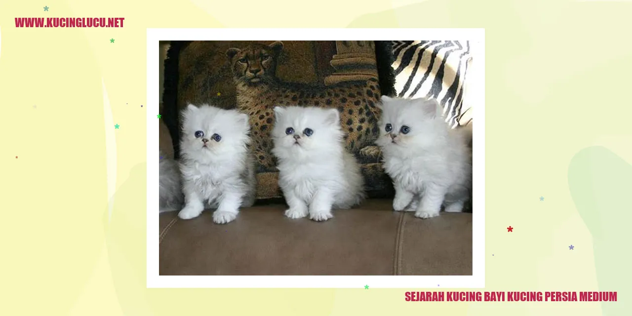Kucing Persia Medium