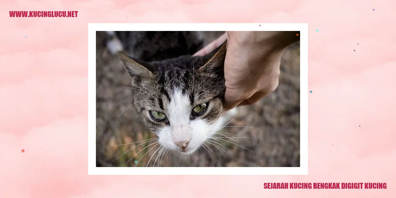 Potret Kucing Bengkak Setelah Digigit Kucing