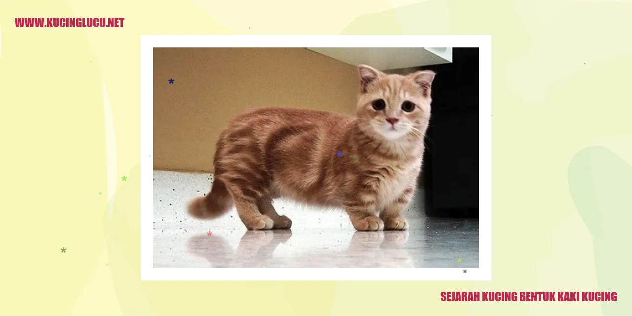 Kucing dengan kaki khas