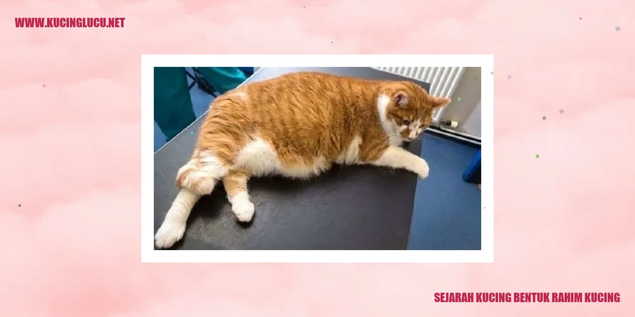 Busana Kucing Bentuk Rahim Kucing