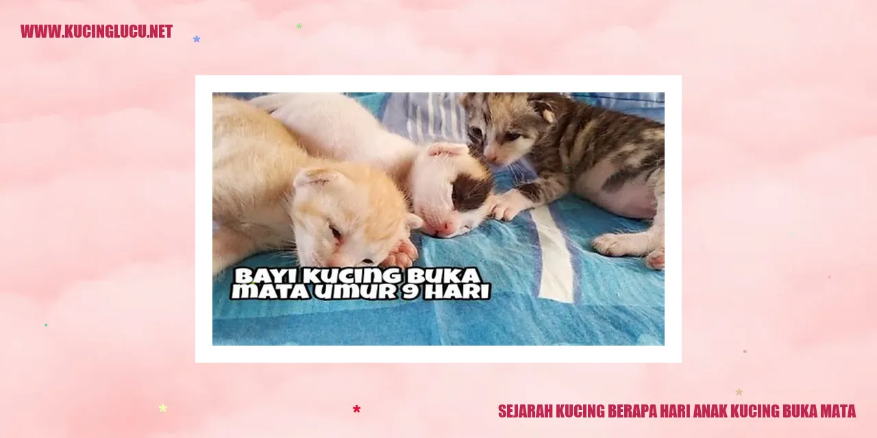 Gambar Kucing