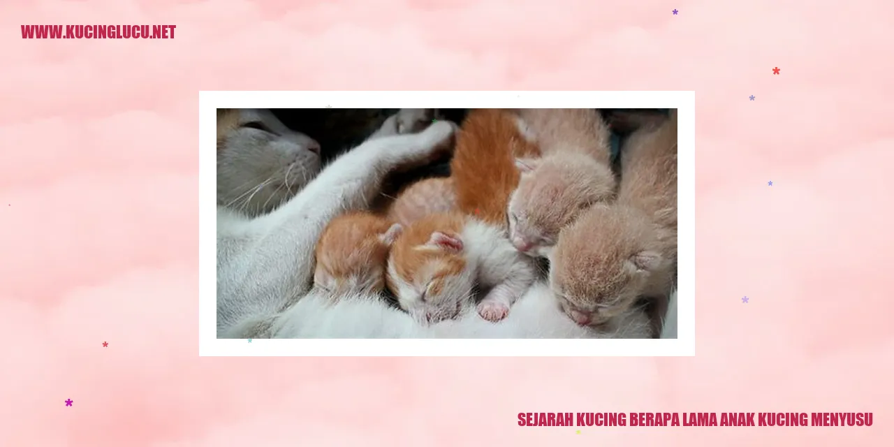 Gambar kucing sedang menyusui