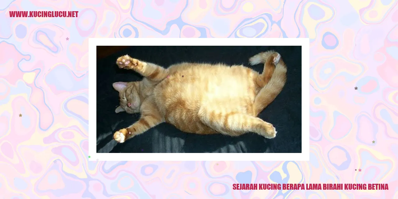 Kucing Birahi
