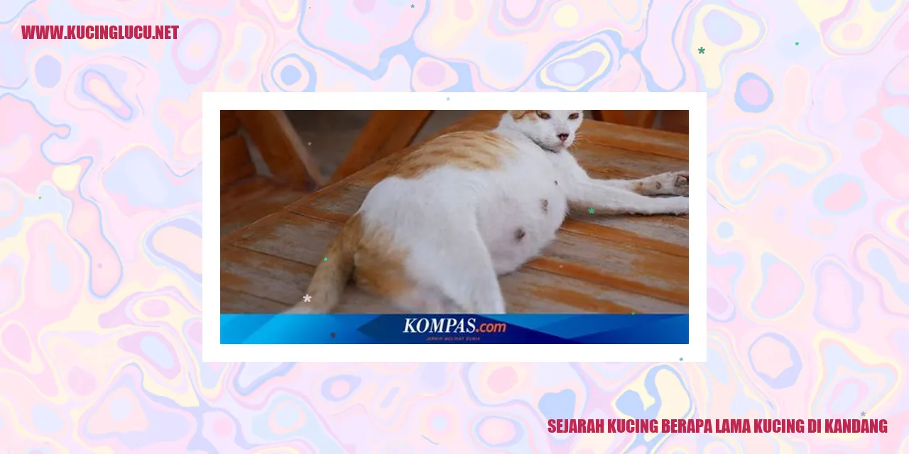 Gambar Kucing
