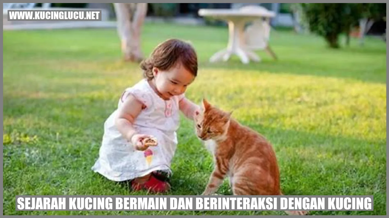 Kucing Bermain dan Berinteraksi dengan Kucing