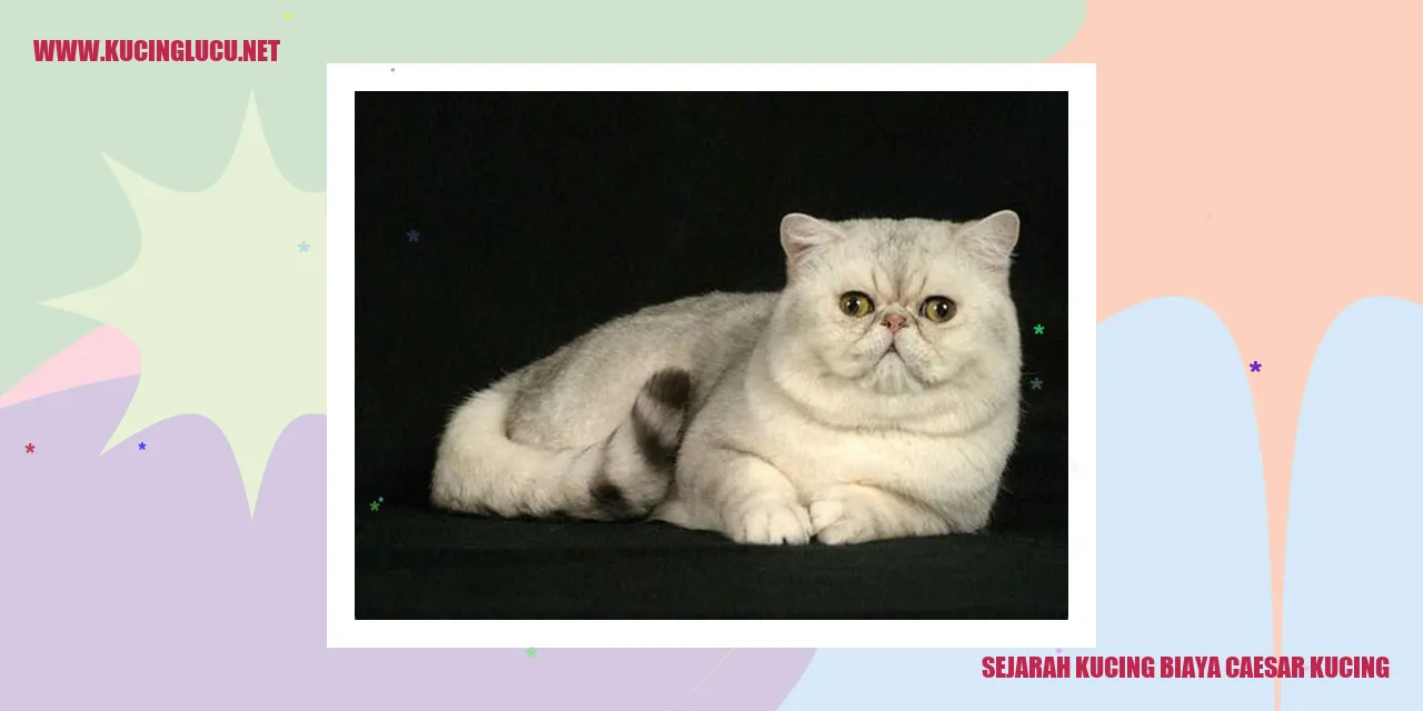 Ilustrasi tentang sejarah kucing dan biaya pembedahan caesar pada kucing