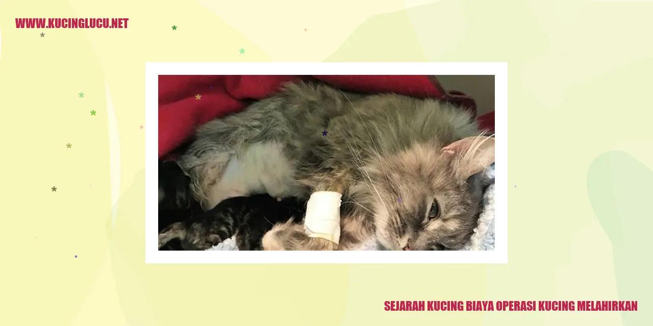Gambar Kucing Yang Sedang Melahirkan