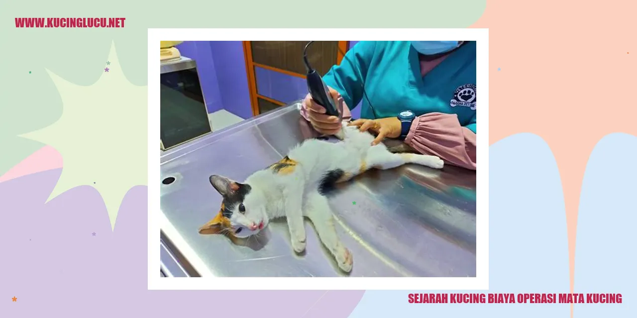 Sejarah Kucing Biaya Operasi Mata Kucing