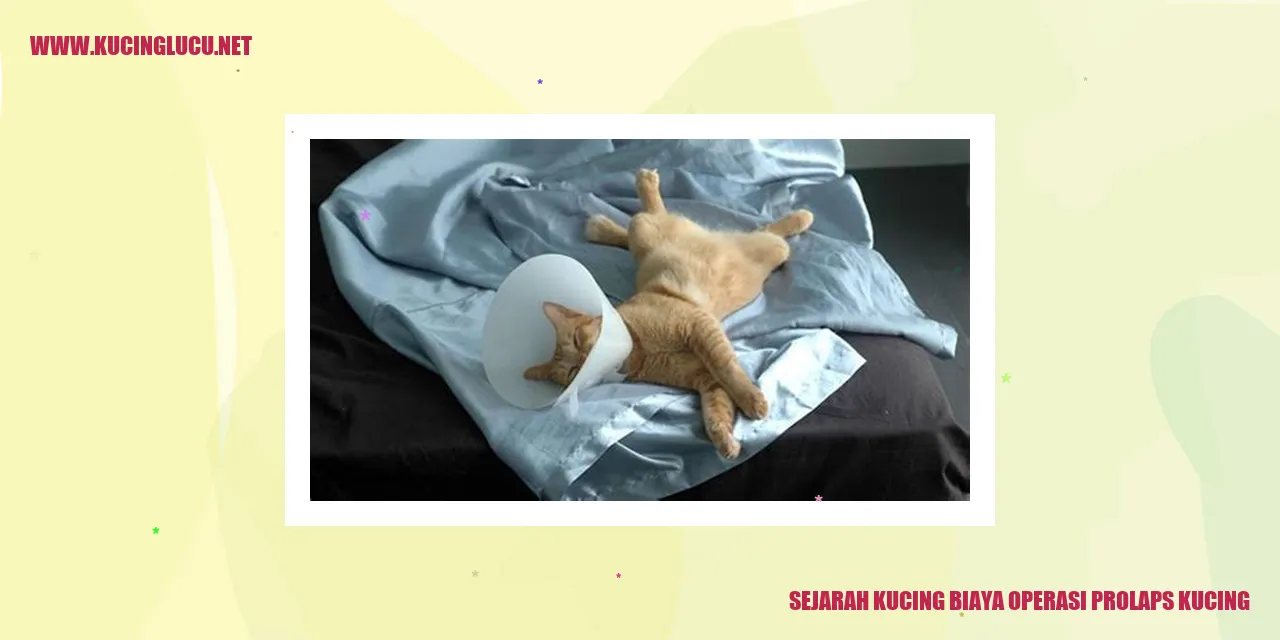Gambar Sejarah Kucing dan Biaya Operasi Prolaps Kucing