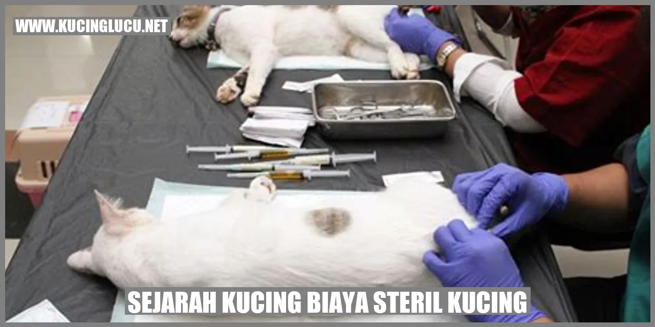 Sejarah Kucing dan Biaya Steril Kucing