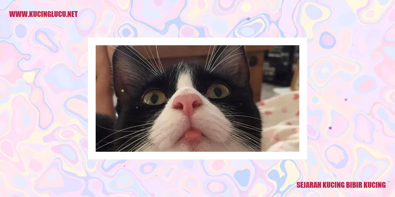 Gambar Kucing Bibir Kucing