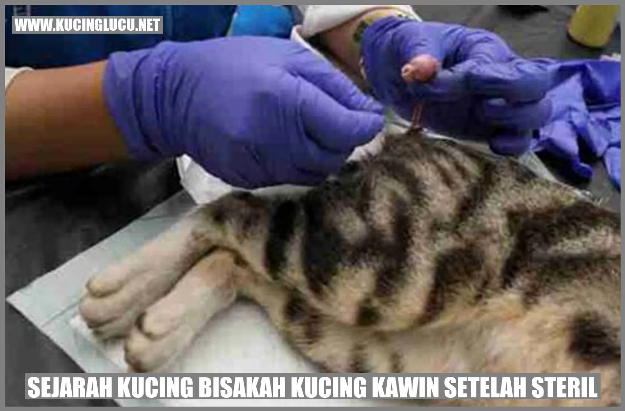 Sejarah Kucing