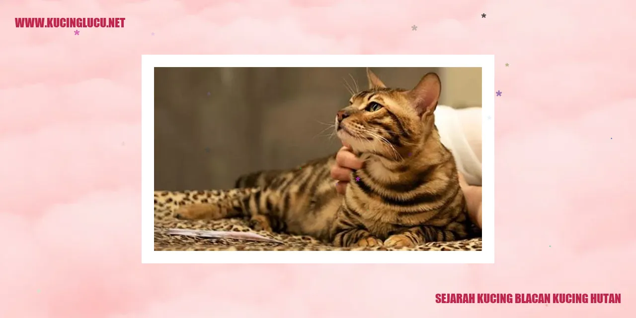 Gambar Kucing Blacan