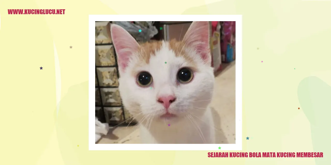 Kucing bola mata kucing membesar
