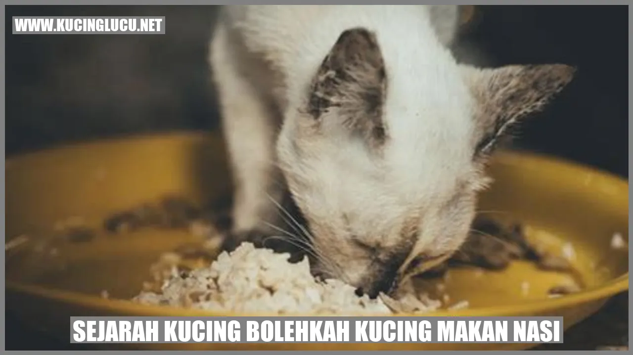 Kucing