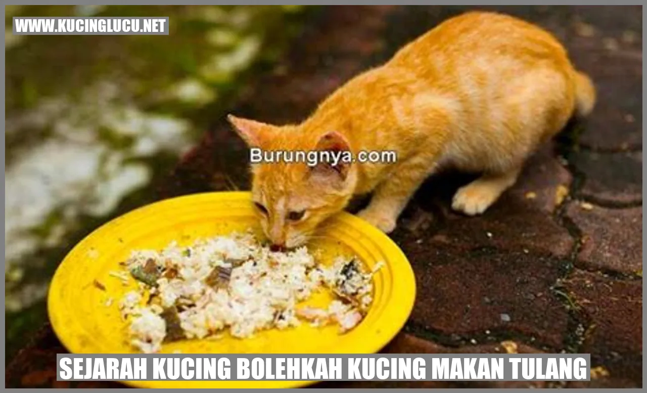 Kucing Menggigit Tulang