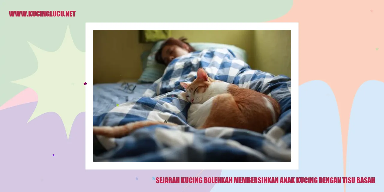 Anak Kucing