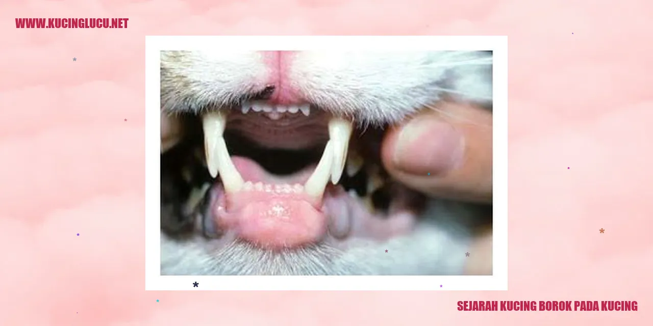 Kucing Borok