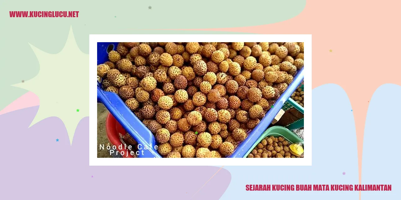 Kucing Buah Mata Kucing Kalimantan