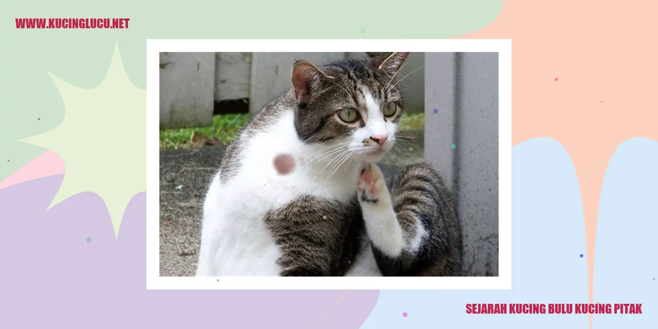 Kucing Bulu Kucing Pitak