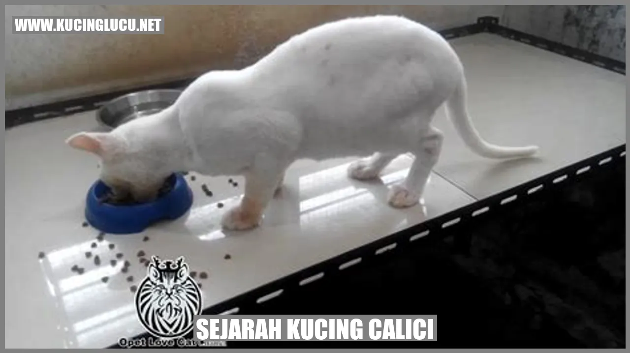 Gambar Kucing Calici