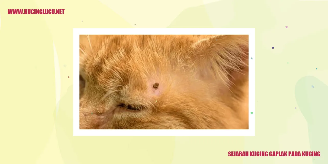 Kucing Caplak