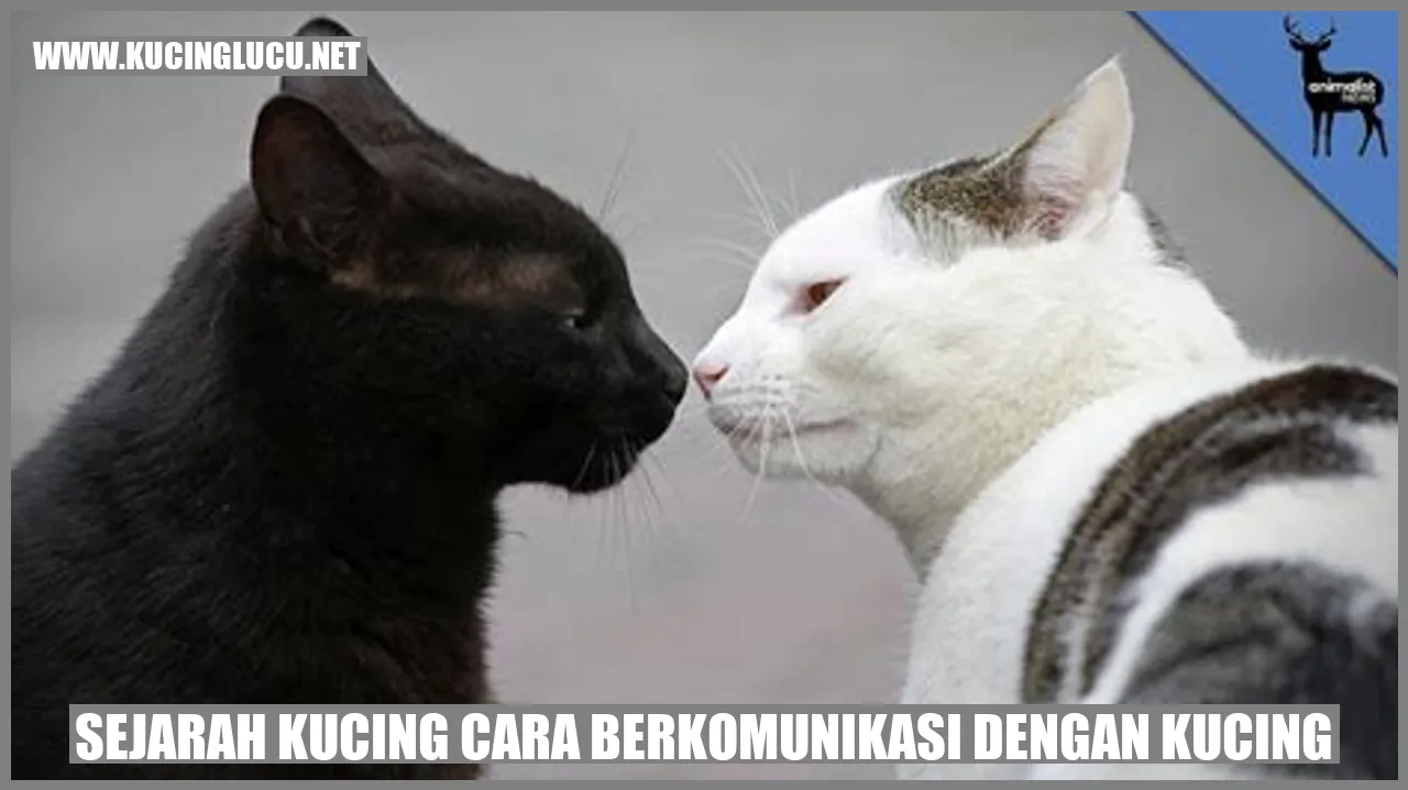 Kucing