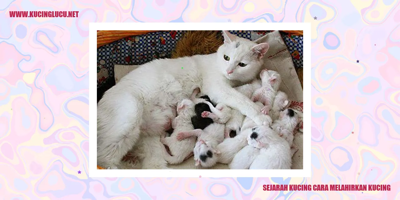 Sejarah Kucing dan Proses Melahirkan Kucing