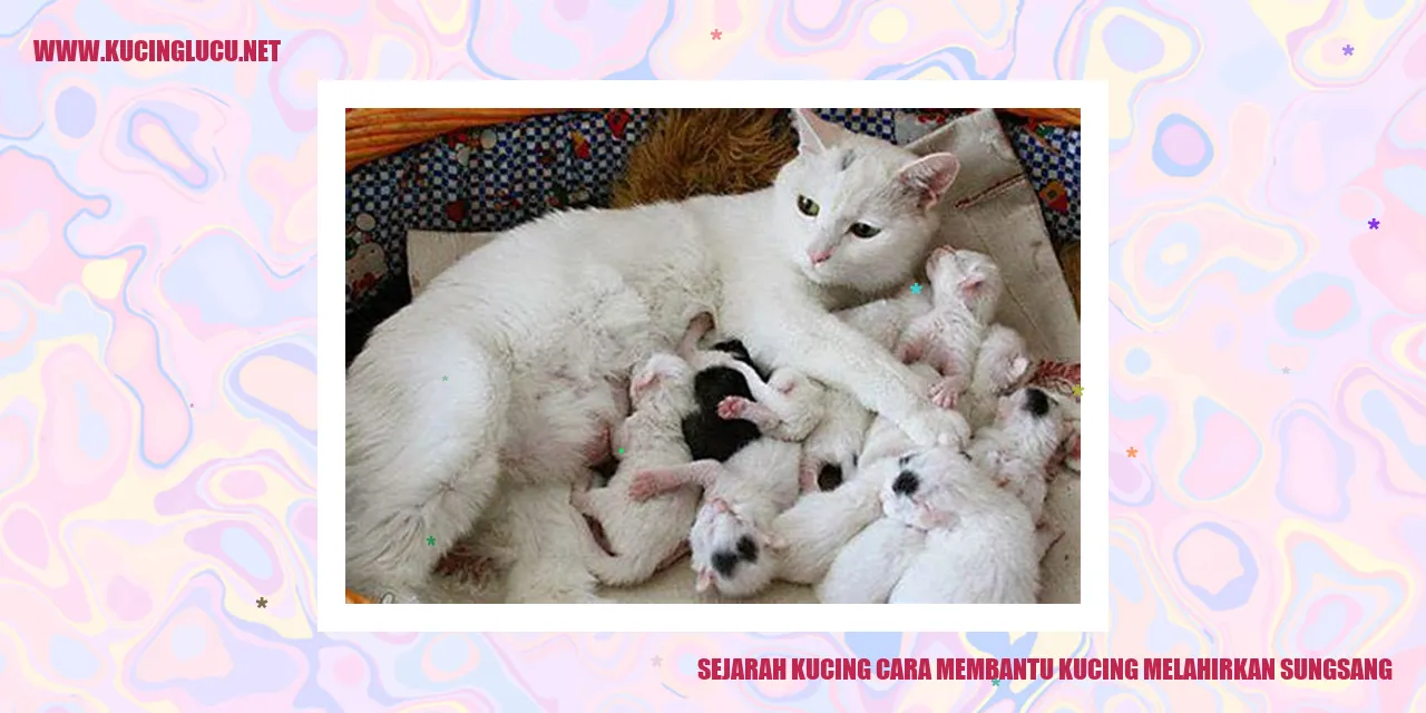 Sejarah Kucing cara membantu kucing melahirkan sungsang