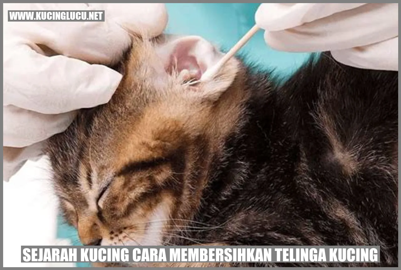 Sejarah Kucing cara membersihkan telinga kucing