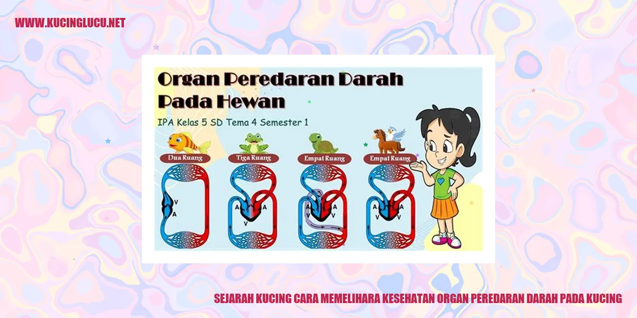 Sejarah Kucing cara memelihara kesehatan organ peredaran darah pada kucing
