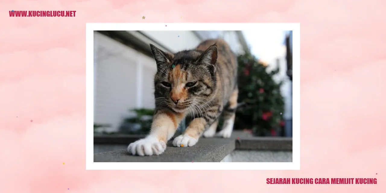 Gambar kucing yang sedang dipijit