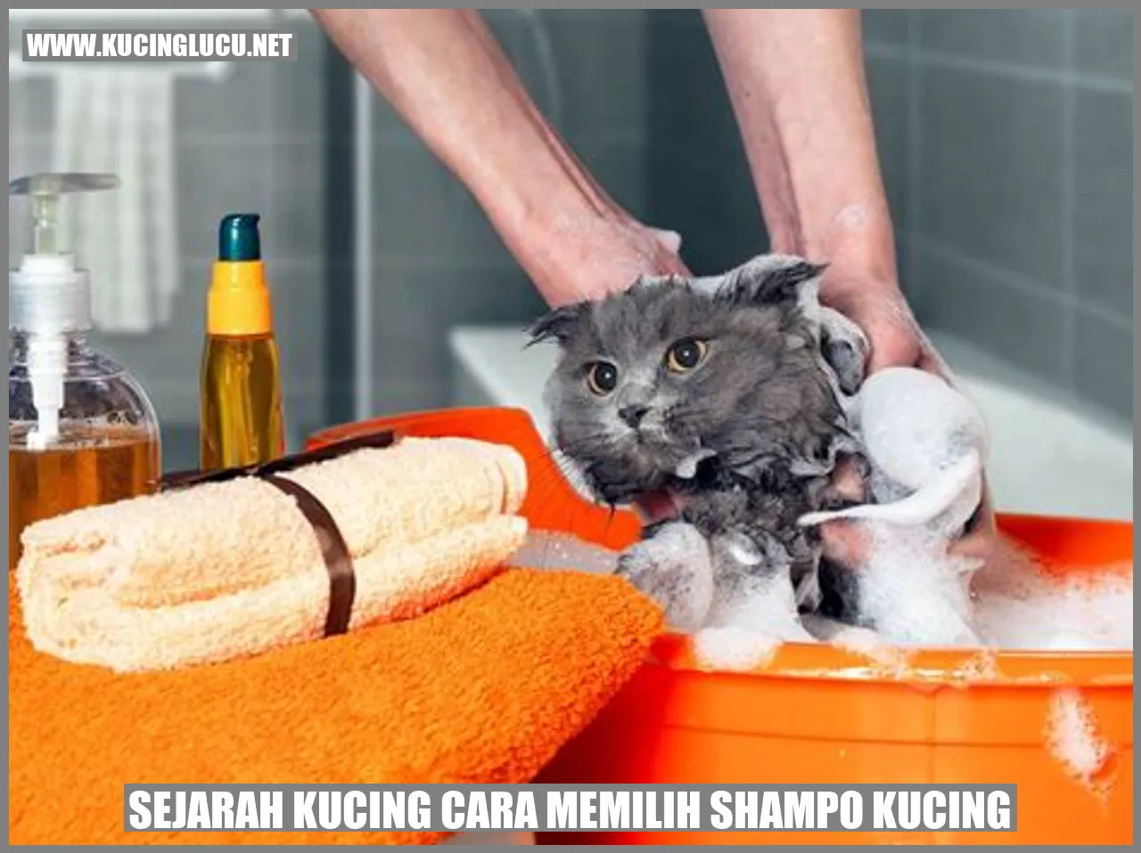 sejarah kucing cara memilih shampo kucing