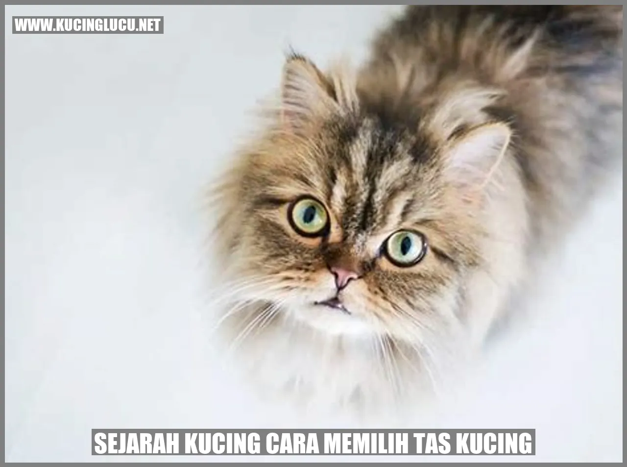 Ilustrasi tentang kucing dan tas