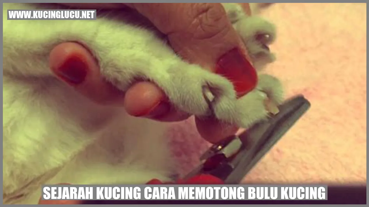 Sejarah Kucing cara memotong bulu kucing