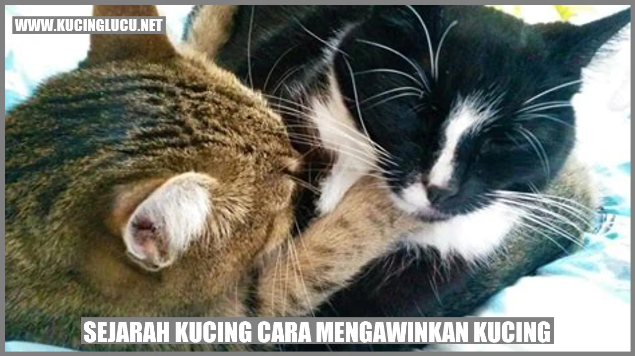 Kucing sedang mengawinkan