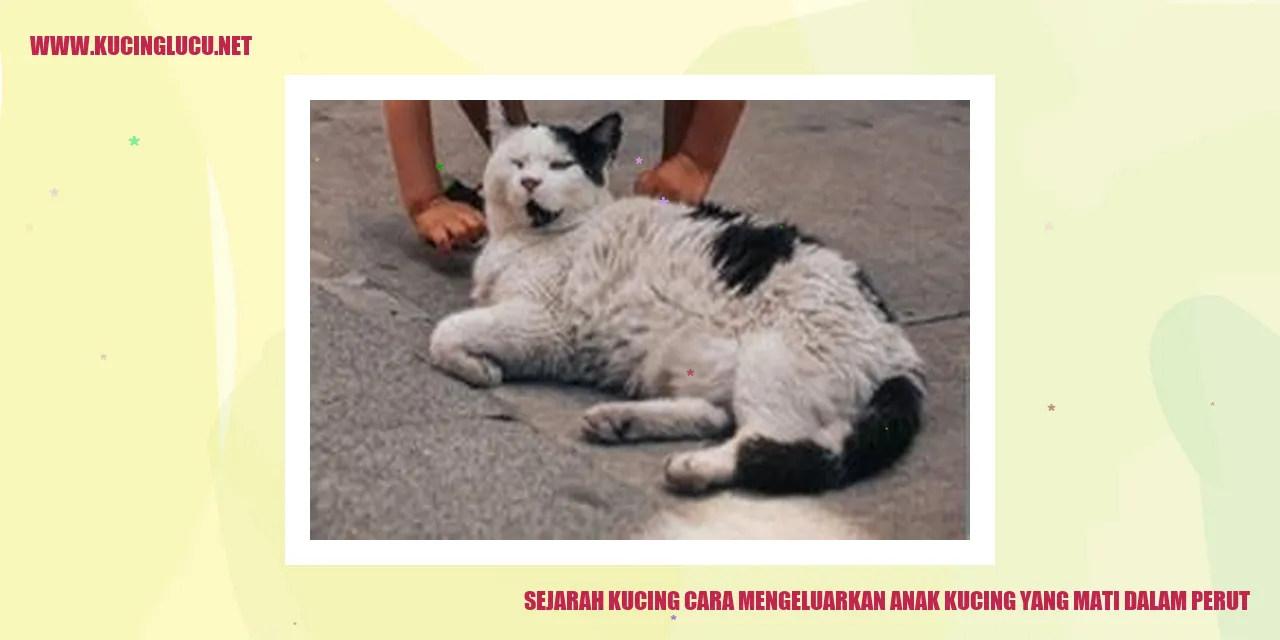 Kucing yang sedang bermain