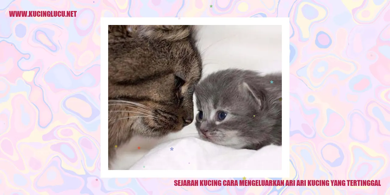 Gambar Kucing